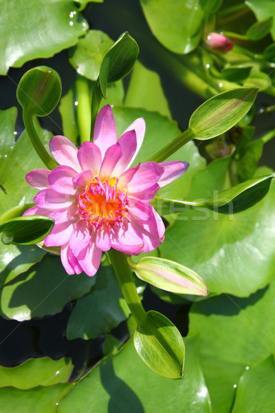 blossom lotus flower in pond Stock photo © happydancing