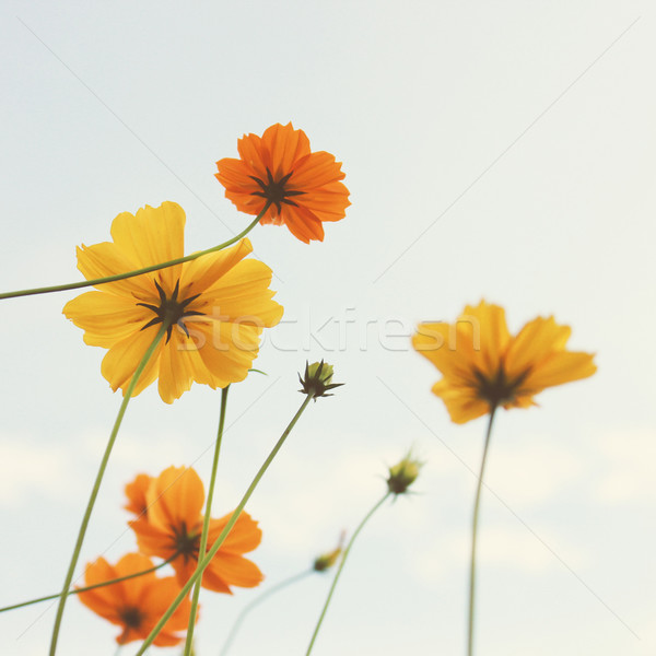 Yellow blossom flowers with retro filter effect  Stock photo © happydancing