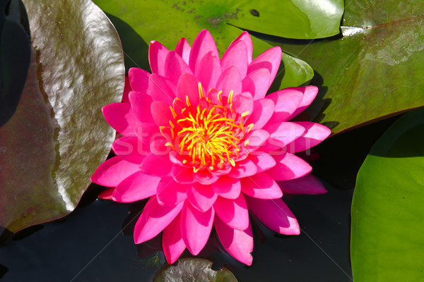 Beautiful blossom lotus flower in pond Stock photo © happydancing