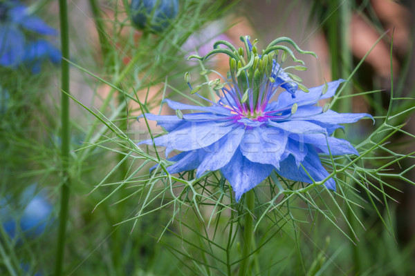 Nigella damascena flowers (Bluebottle) Stock photo © haraldmuc