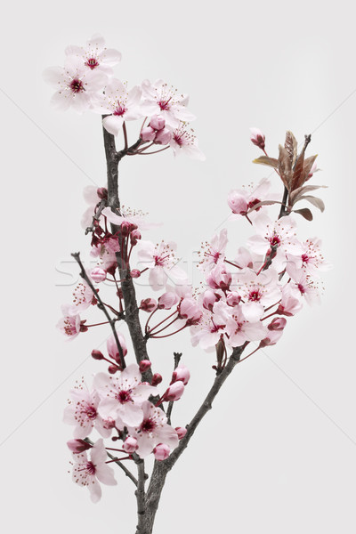 Cherry Plum or Myrobalan Blossoms on white Stock photo © haraldmuc