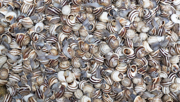 Living snails on the Marrakesh market, Morocco Stock photo © haraldmuc