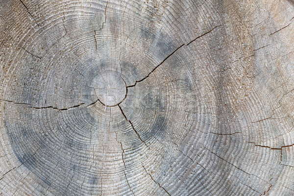 Tree trunk cross section with annual rings Stock photo © haraldmuc