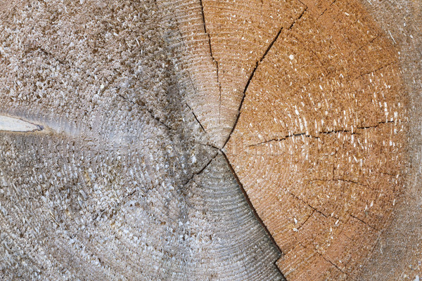 Tree trunk cross section with annual rings Stock photo © haraldmuc