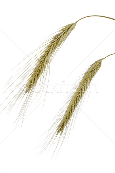 Centeio trigo planta branco agricultura grão Foto stock © haraldmuc