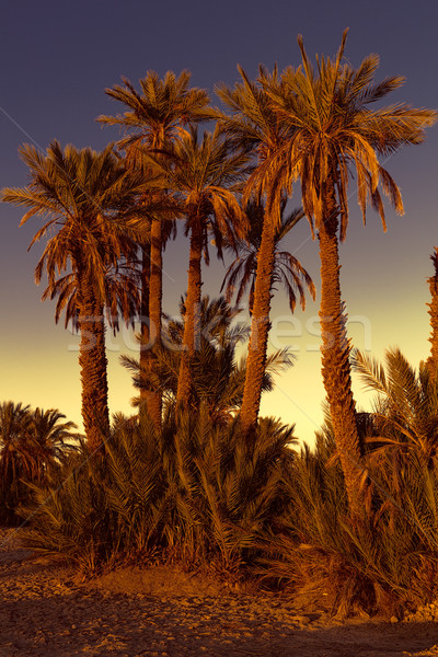 Dattelpalmen mit Sonnenuntergang in Marokko Stock photo © haraldmuc