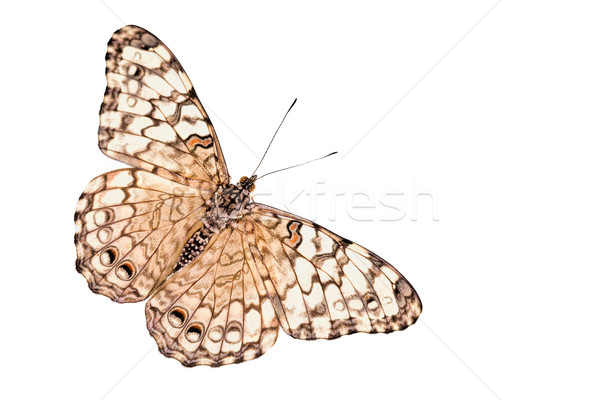 Tropical butterfly (Hamadryas februa) Stock photo © haraldmuc