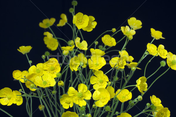 Ranunculus acris flowers Stock photo © haraldmuc
