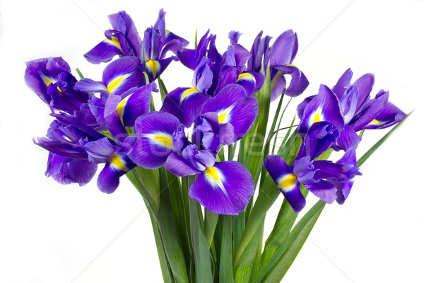 Dark purple iris flowers isolated on white Stock photo © haraldmuc