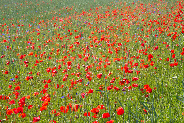 Blooming poppy field (Papaver Rhoeas) in Bavaria, Germany Stock photo © haraldmuc