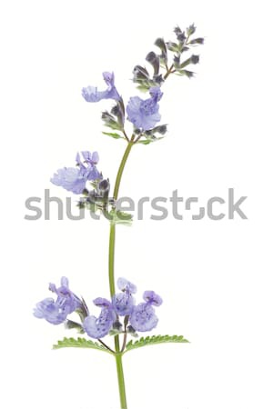 Catnip flowers (Nepeta cataria) on white background Stock photo © haraldmuc