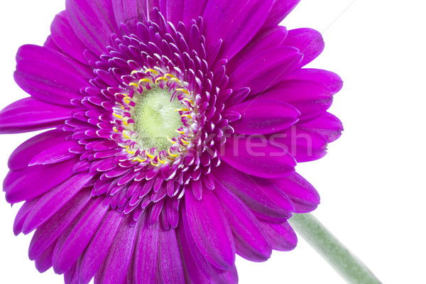 Single pink Gerbera flower on white Stock photo © haraldmuc