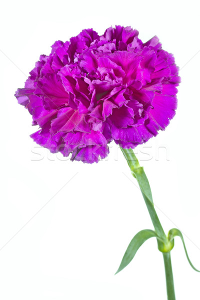 Carnation flower (Dianthus) on white background Stock photo © haraldmuc