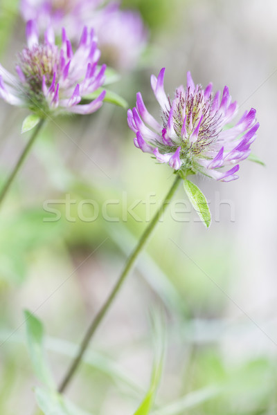 Foto stock: Vermelho · trevo · raso