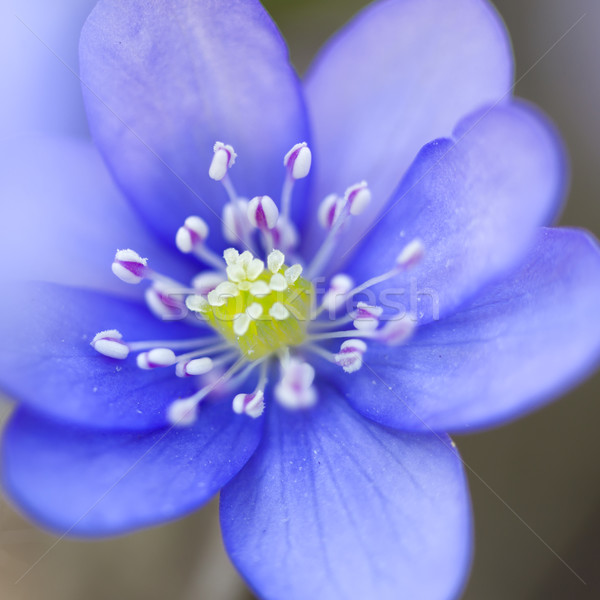 Hepatica nobilis flower closeup shot Stock photo © haraldmuc