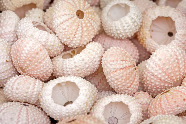 See urchin shells, closeup Stock photo © haraldmuc