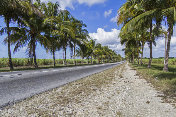 Palmiye ağaçları Küba palmiye seyahat bitki Stok fotoğraf © haraldmuc