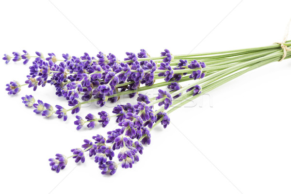 Lavender flowers (Lavandula angustifolia)  Stock photo © haraldmuc