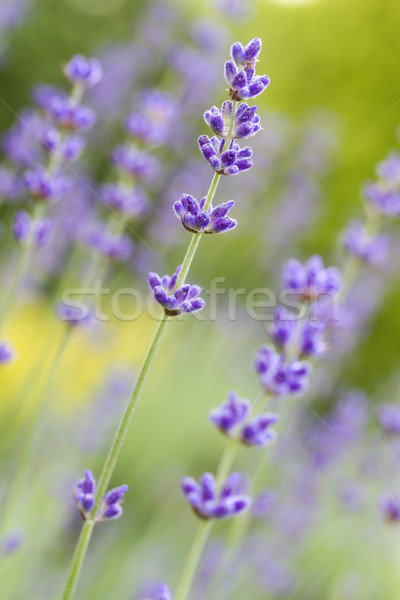 Lavender flowers (Lavandula angustifolia), shallow DOF Stock photo © haraldmuc