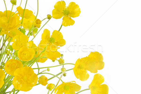 Ranunculus acris flowers Stock photo © haraldmuc