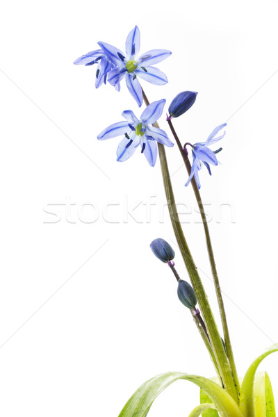 Siberian Squill (Scilla siberica) Stock photo © haraldmuc