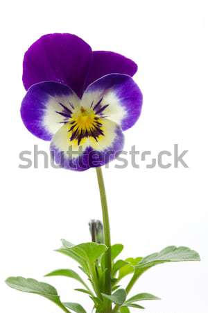 Viola cornuta (horned violet) Stock photo © haraldmuc