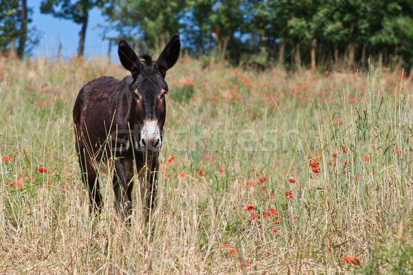 Donkey in Italy, Le Marche Stock photo © haraldmuc