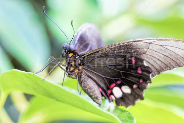 Tropical butterfly (Parides Iphidamas) Stock photo © haraldmuc