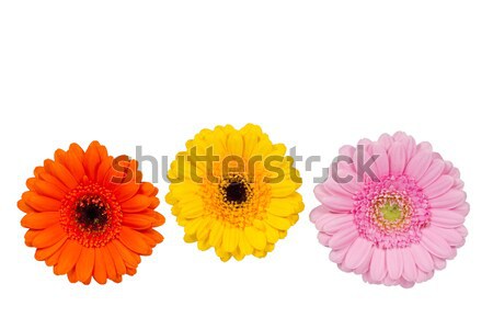 Three Gerbera flowers Stock photo © haraldmuc