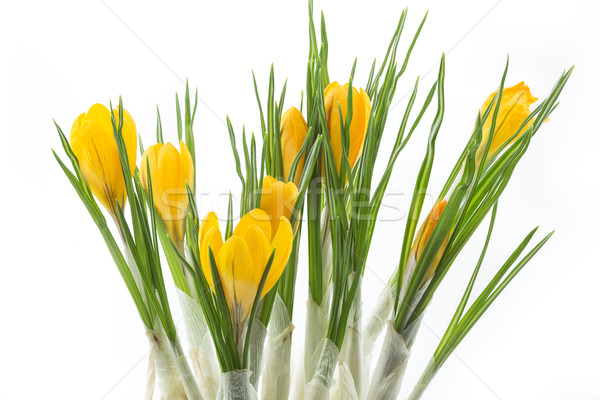 Yellow crocus flowers on white background Stock photo © haraldmuc