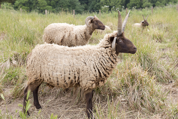 Jacobs sheeps on a meadow Stock photo © haraldmuc