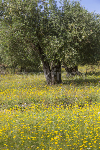 Stok fotoğraf: Eski · zeytin · ağaçlar · bahar · çayır · Yunanistan