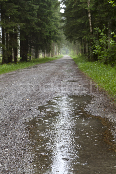 Erdő út pocsolya eső víz égbolt Stock fotó © haraldmuc
