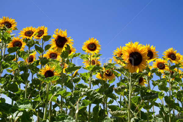 Stock photo: Blooming Sunflowers (Helianthus) 