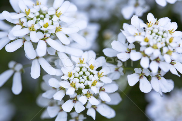 White Candytuft (iberis sempervirens) closeup Stock photo © haraldmuc