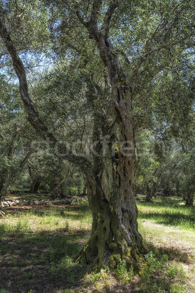 Single old olive tree on Corfu island, Greece Stock photo © haraldmuc