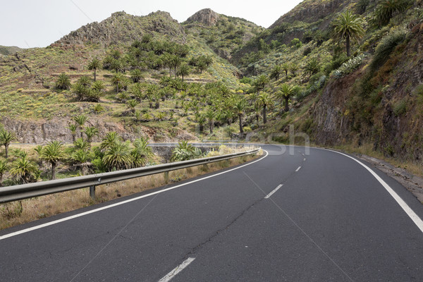 Country road on Gomera island, Spain Stock photo © haraldmuc