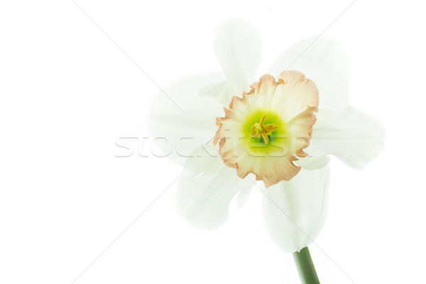 Stock photo: Daffodil (Narcissus pseudonarcissus) 