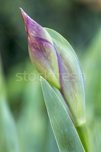 Purple iris flower bud with shallow DOF Stock photo © haraldmuc