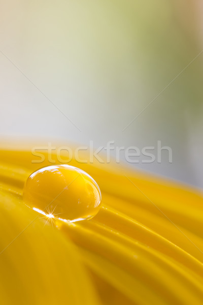 Floarea-soarelui alimente soare ploaie câmp Imagine de stoc © haraldmuc