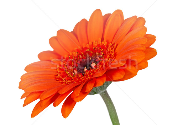 Single orange Gerbera flower closeup Stock photo © haraldmuc