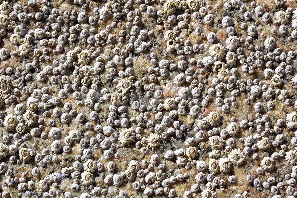 Schelpen bevestigd rock laag getij Stockfoto © haraldmuc