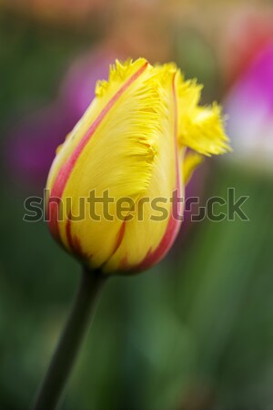 Single yellow tulip in the garden with shallow DOF Stock photo © haraldmuc