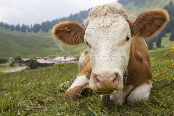 Fiatal tehén alpesi legelő Németország fű Stock fotó © haraldmuc