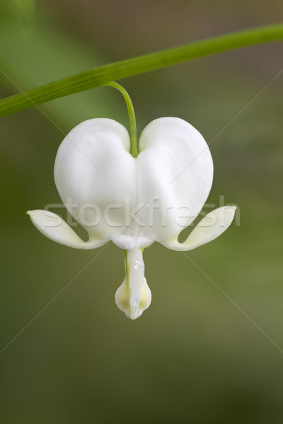 Krwawienie serca kwiat wiosną miłości liści Zdjęcia stock © haraldmuc