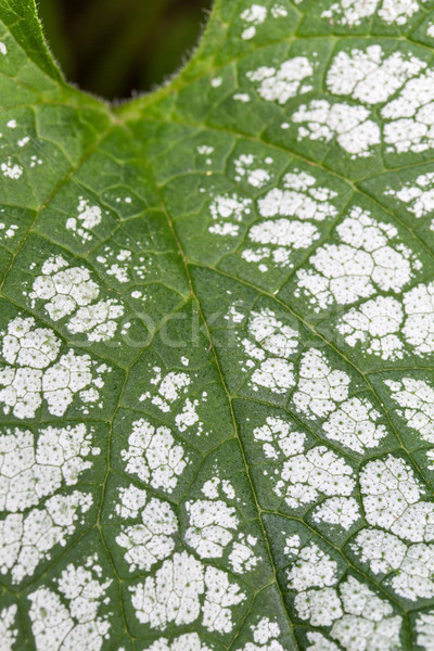 Brunnera macrophylla leaf, closeup Stock photo © haraldmuc