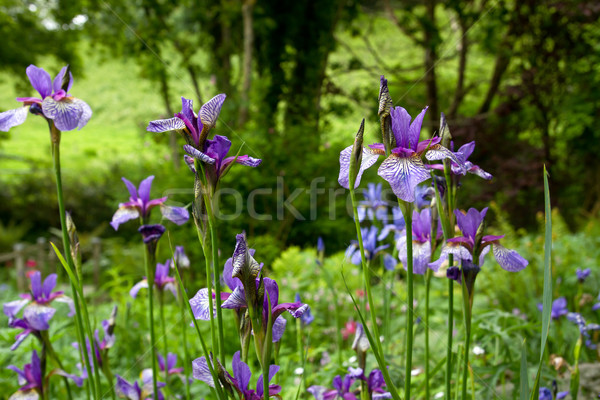Purple iris flowers in a garden Stock photo © haraldmuc