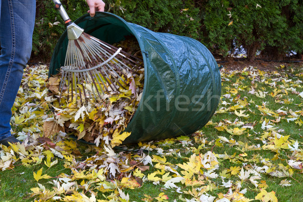 Raking autumn foliage Stock photo © haraldmuc