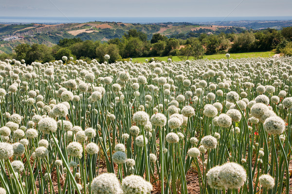 Onionfield in Italy Stock photo © haraldmuc