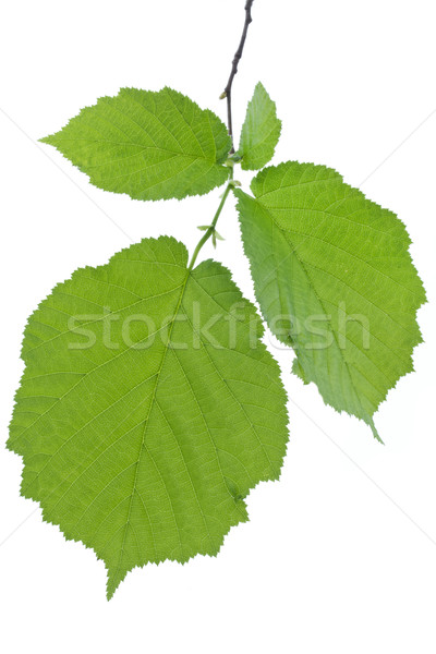 Hazel leaves isolated on white (Corylus Avellana) Stock photo © haraldmuc